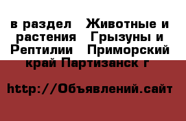  в раздел : Животные и растения » Грызуны и Рептилии . Приморский край,Партизанск г.